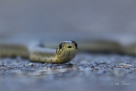 <p>UŽOVKA OBOJKOVÁ (Natrix natrix) ---- /Grass snake - Ringelnatter/</p>